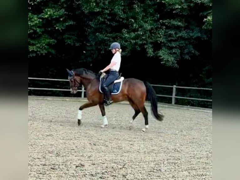 German Riding Pony Gelding 5 years 14,1 hh Bay-Dark in Vechta