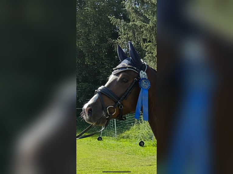 German Riding Pony Gelding 5 years 14,1 hh Bay-Dark in Vechta