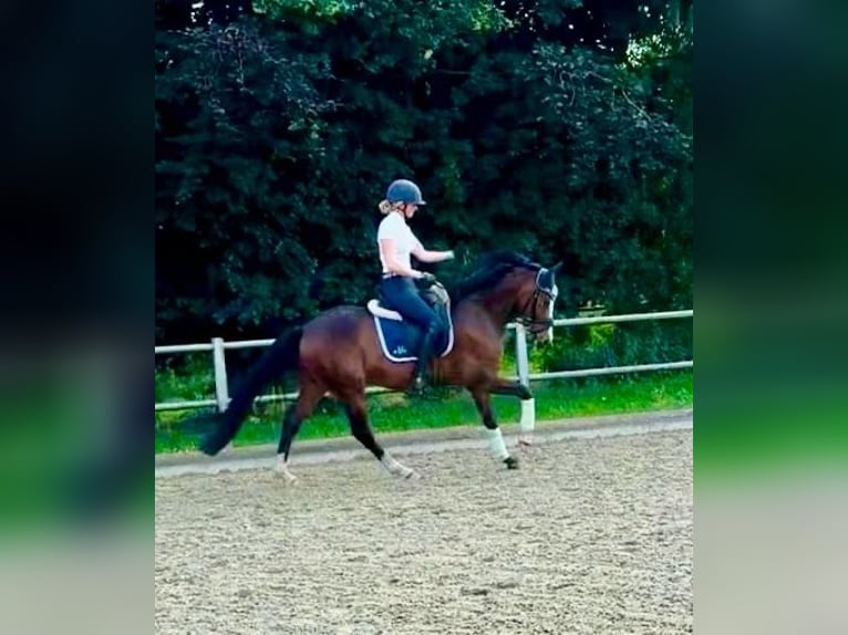 German Riding Pony Gelding 5 years 14,1 hh Bay-Dark in Vechta