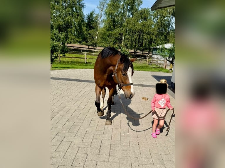 German Riding Pony Gelding 5 years 14,1 hh Bay-Dark in Vechta
