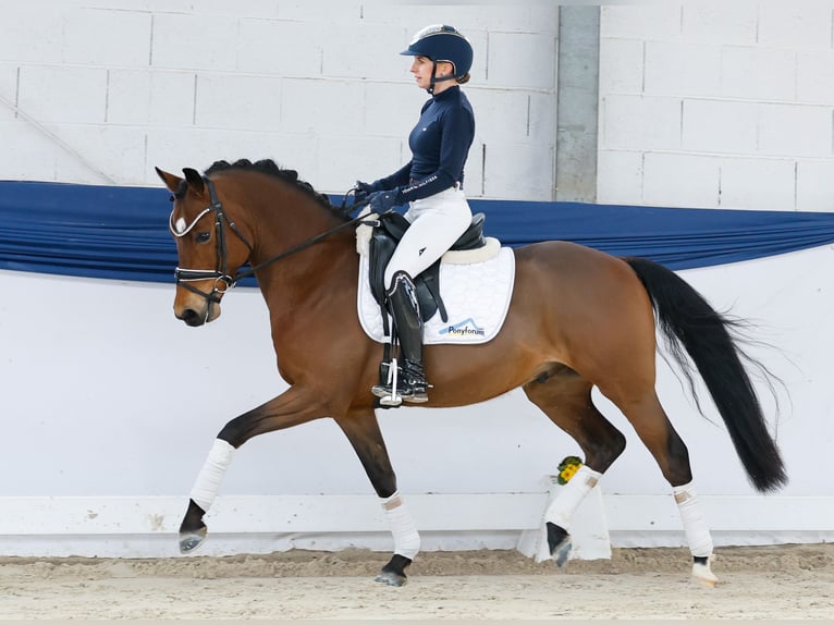 German Riding Pony Gelding 5 years 14.1 hh Brown in Marsberg