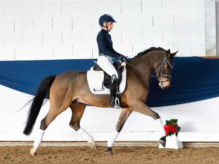 German Riding Pony Gelding 5 years 14,1 hh Brown in Marsberg