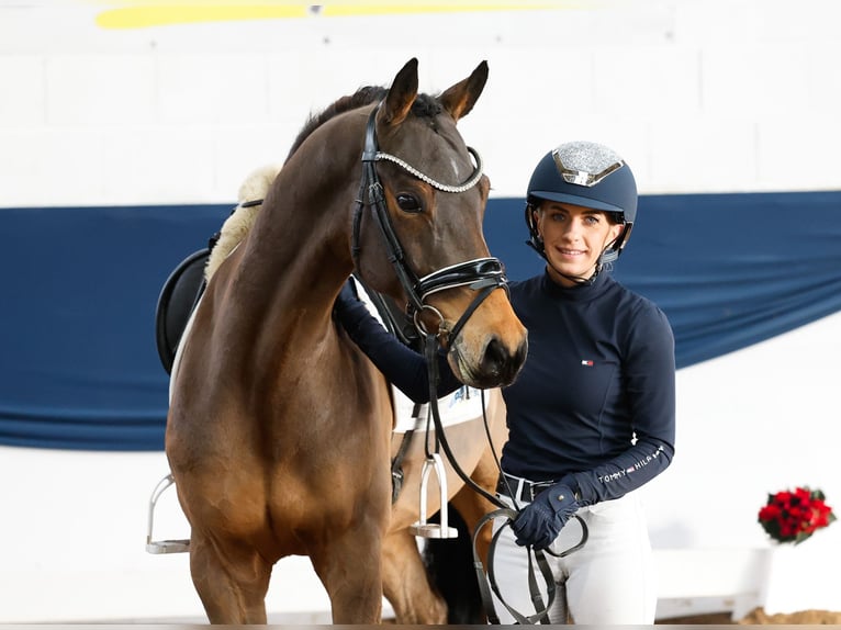 German Riding Pony Gelding 5 years 14,1 hh Brown in Marsberg