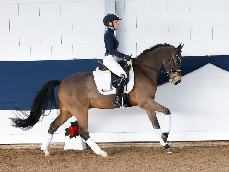 German Riding Pony Gelding 5 years 14,1 hh Brown in Marsberg