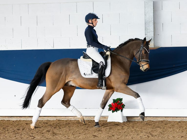 German Riding Pony Gelding 5 years 14,1 hh Brown in Marsberg