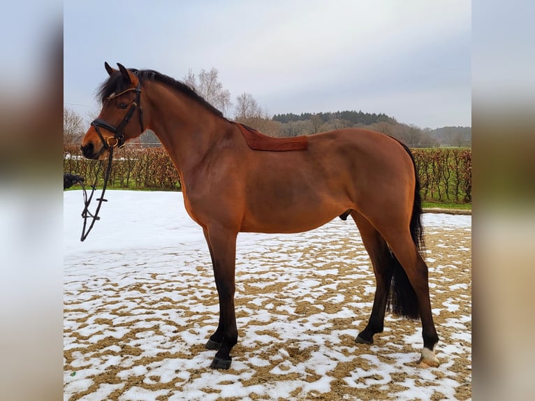 German Riding Pony Gelding 5 years 14.1 hh Brown in Frelsdorf