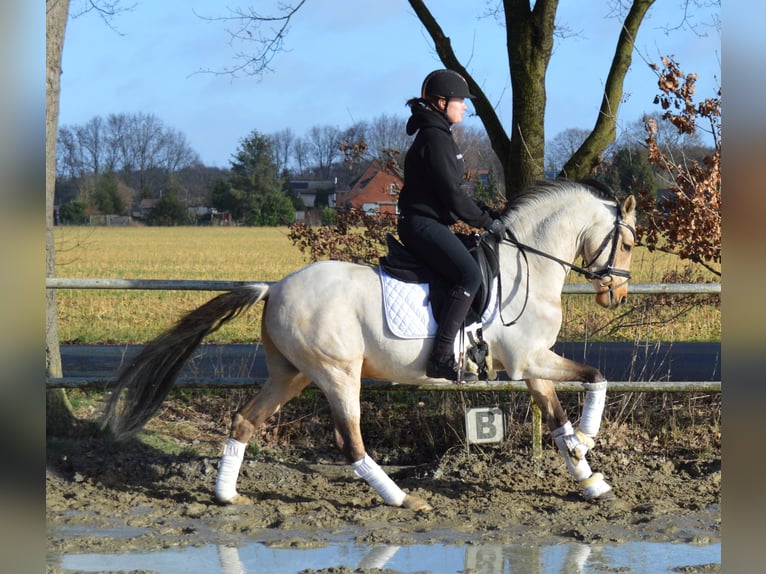 German Riding Pony Gelding 5 years 14,1 hh Buckskin in Stuhr