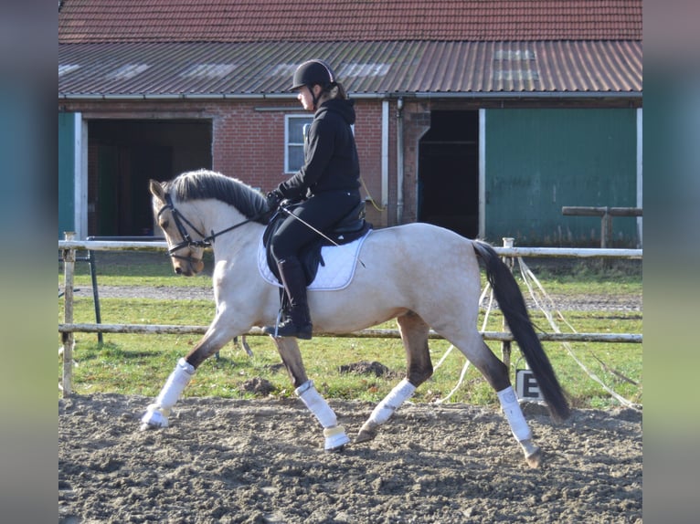 German Riding Pony Gelding 5 years 14,1 hh Buckskin in Stuhr