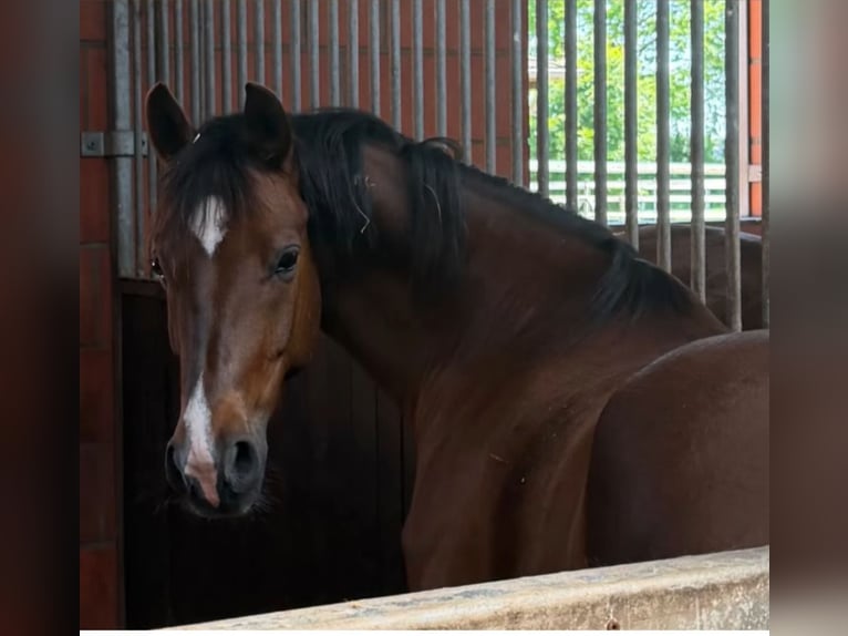 German Riding Pony Gelding 5 years 14.1 hh Chestnut in Heek