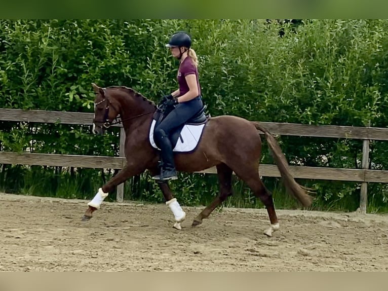 German Riding Pony Gelding 5 years 14,1 hh Chestnut in Hude (Oldenburg)Hude