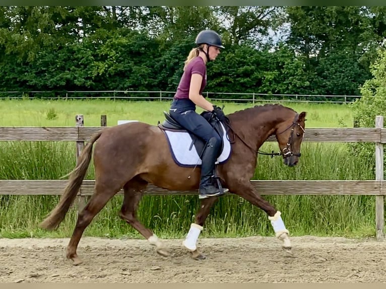 German Riding Pony Gelding 5 years 14,1 hh Chestnut in Hude (Oldenburg)Hude