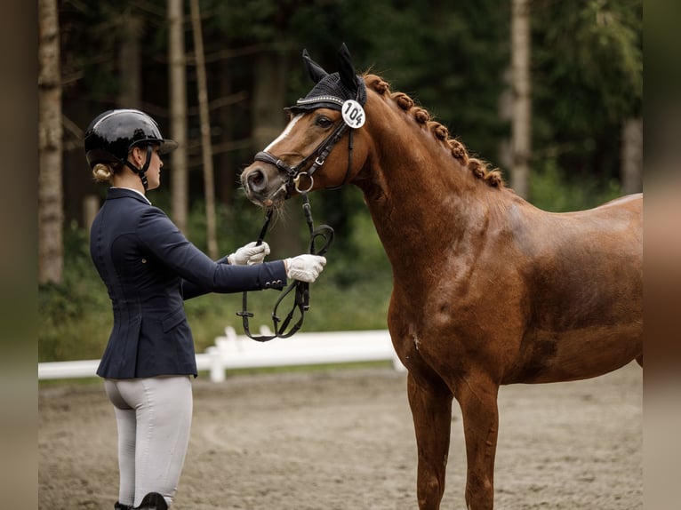 German Riding Pony Gelding 5 years 14,1 hh Chestnut in Ahrensburg