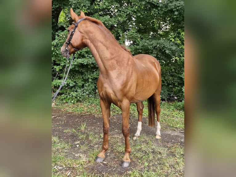 German Riding Pony Gelding 5 years 14.1 hh Chestnut-Red in Ritterhude