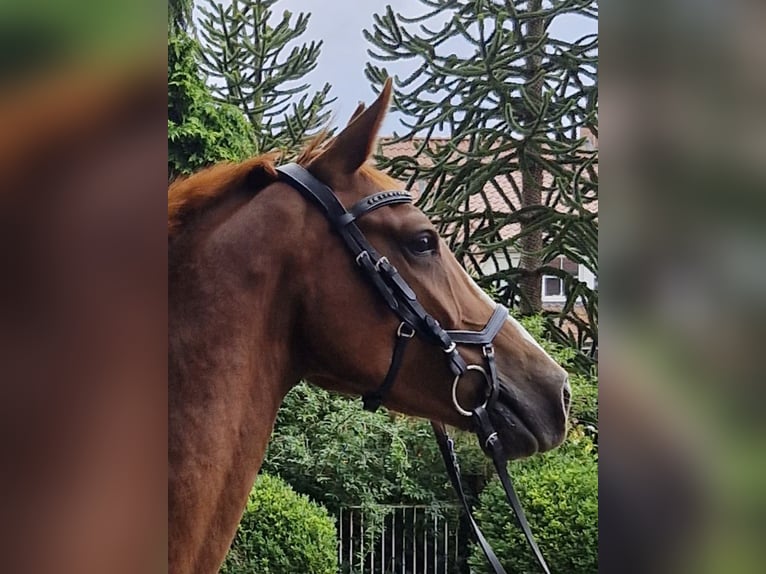 German Riding Pony Gelding 5 years 14.1 hh Chestnut-Red in Ritterhude