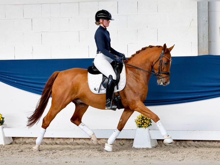 German Riding Pony Gelding 5 years 14.1 hh Chestnut-Red in Marsberg