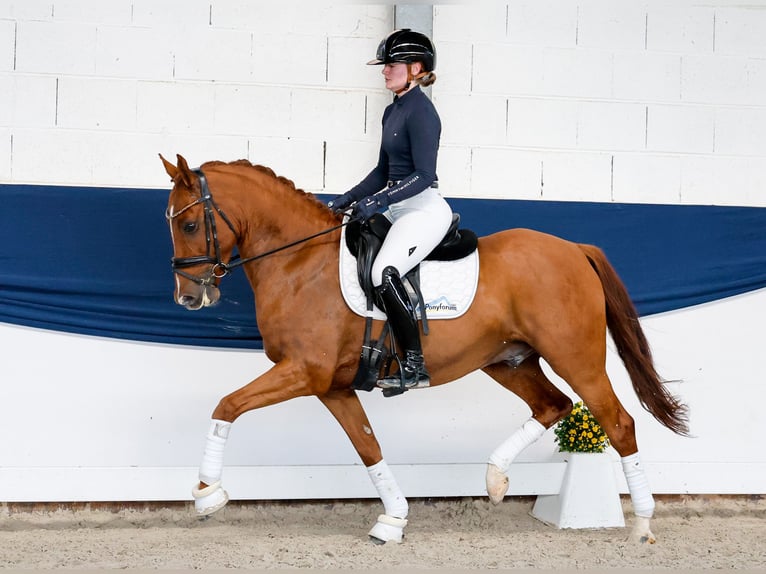 German Riding Pony Gelding 5 years 14.1 hh Chestnut-Red in Marsberg