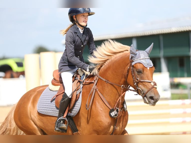 German Riding Pony Gelding 5 years 14,1 hh Chestnut-Red in Loiching