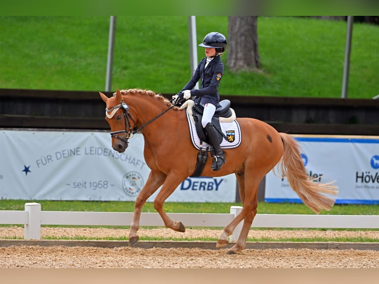 German Riding Pony Gelding 5 years 14,1 hh Chestnut-Red in Loiching