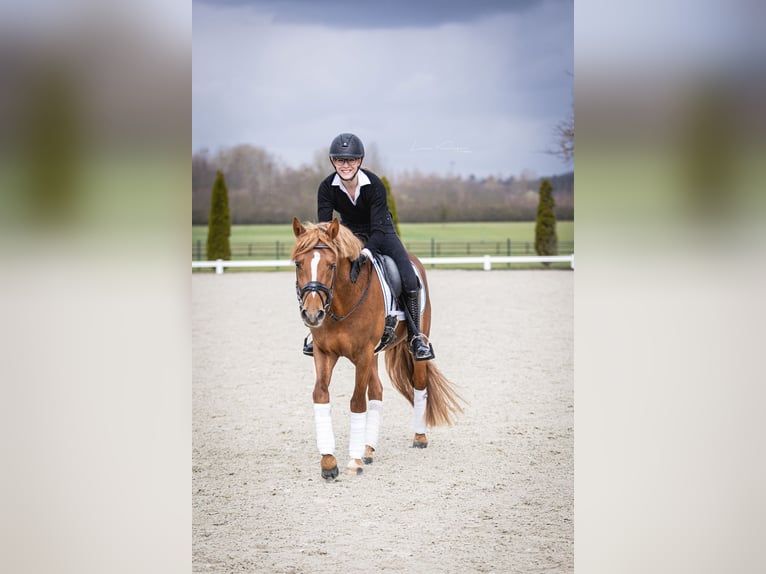 German Riding Pony Gelding 5 years 14,1 hh Chestnut-Red in Kerpen