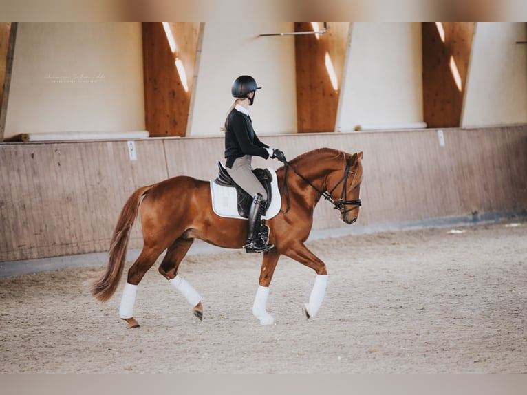 German Riding Pony Gelding 5 years 14,1 hh Chestnut-Red in Kerpen