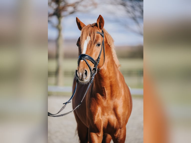 German Riding Pony Gelding 5 years 14,1 hh Chestnut-Red in Kerpen