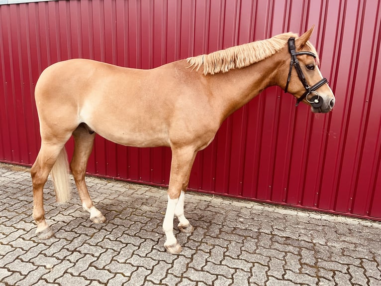 German Riding Pony Gelding 5 years 14,1 hh Chestnut-Red in Enge-Sande