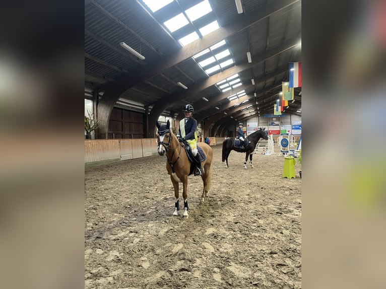 German Riding Pony Gelding 5 years 14,1 hh Chestnut-Red in Enge-Sande