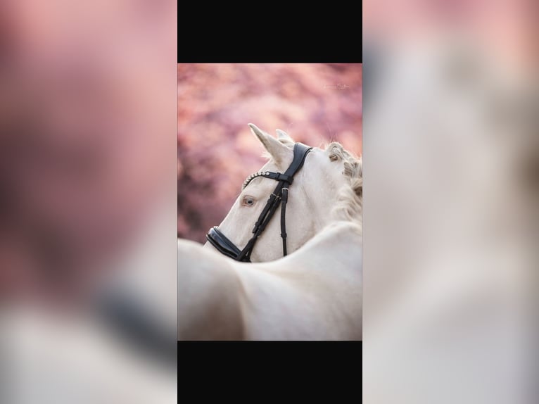 German Riding Pony Gelding 5 years 14.1 hh Cremello in Korschenbroich