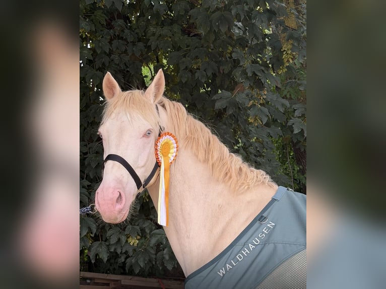 German Riding Pony Gelding 5 years 14.1 hh Cremello in Korschenbroich