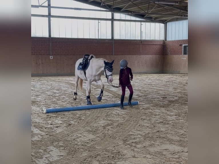 German Riding Pony Gelding 5 years 14.1 hh Cremello in Korschenbroich
