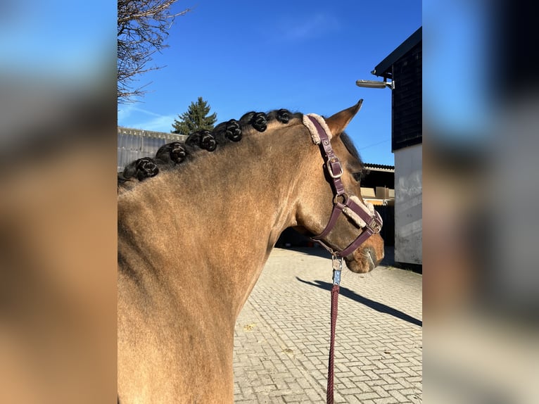 German Riding Pony Gelding 5 years 14.1 hh Dun in Hagen
