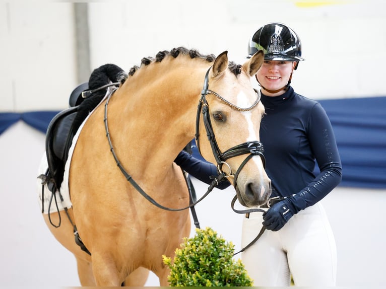 German Riding Pony Gelding 5 years 14.1 hh Dun in Marsberg