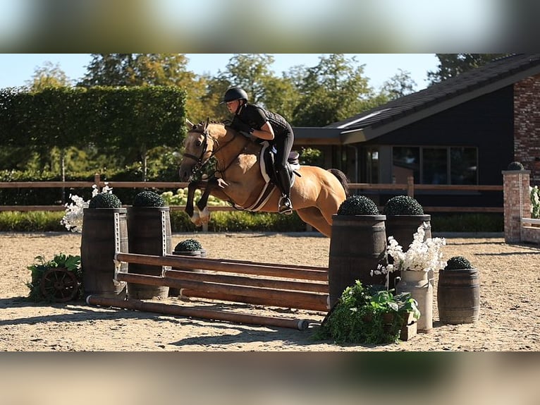 German Riding Pony Gelding 5 years 14.1 hh Dun in Oost West en Middelbeers