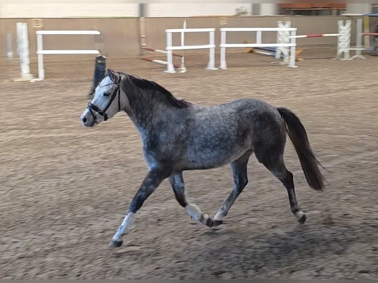 German Riding Pony Gelding 5 years 14.1 hh Grey in Treuenbrietzen
