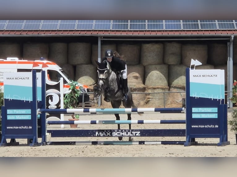 German Riding Pony Gelding 5 years 14.1 hh Grey in Eckersdorf