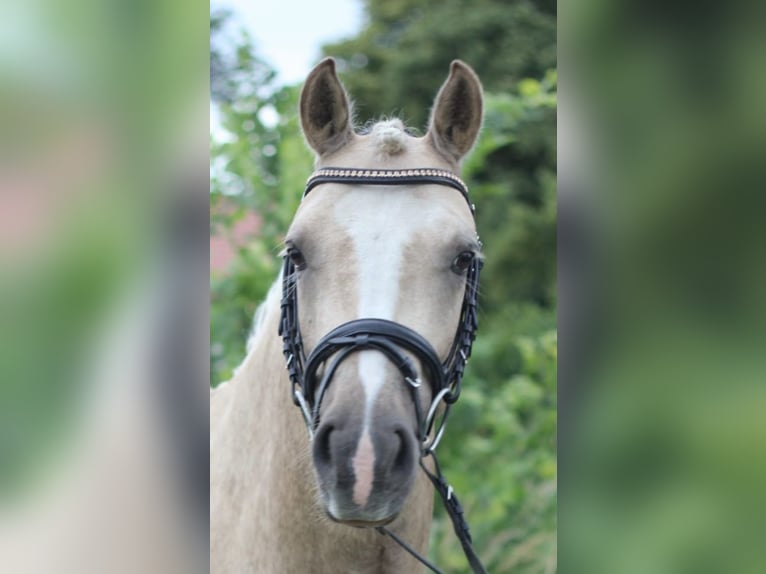 German Riding Pony Gelding 5 years 14,1 hh Palomino in Rehfelde