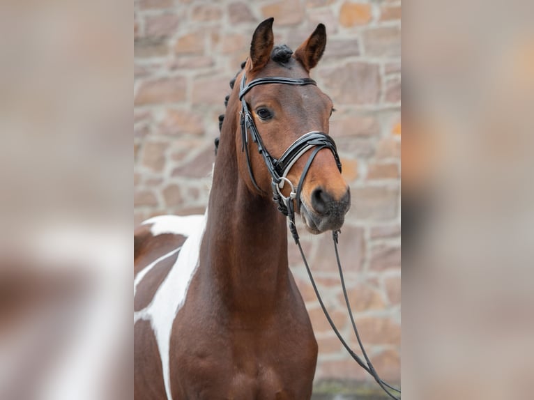 German Riding Pony Gelding 5 years 14,1 hh Pinto in Osnabrück