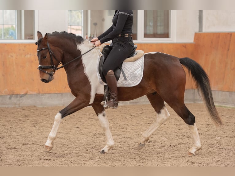 German Riding Pony Gelding 5 years 14,1 hh Pinto in Osnabrück