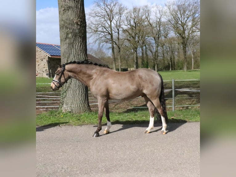 German Riding Pony Gelding 5 years 14.1 hh  in Recke, bei Osnabrück