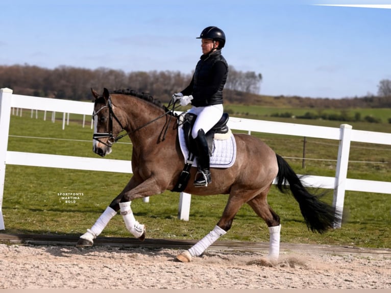 German Riding Pony Gelding 5 years 14.1 hh  in Recke, bei Osnabrück
