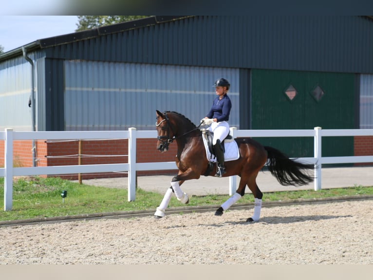 German Riding Pony Gelding 5 years 14,2 hh Bay-Dark in Recke, bei Osnabrück