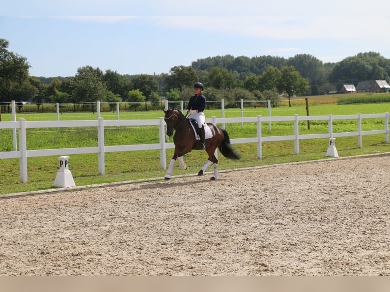 German Riding Pony Gelding 5 years 14,2 hh Bay-Dark in Recke, bei Osnabrück