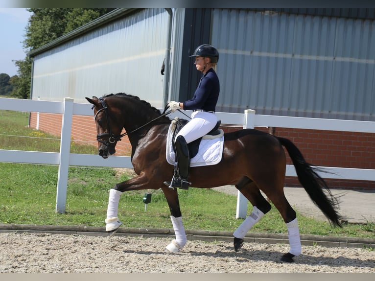 German Riding Pony Gelding 5 years 14,2 hh Bay-Dark in Recke, bei Osnabrück