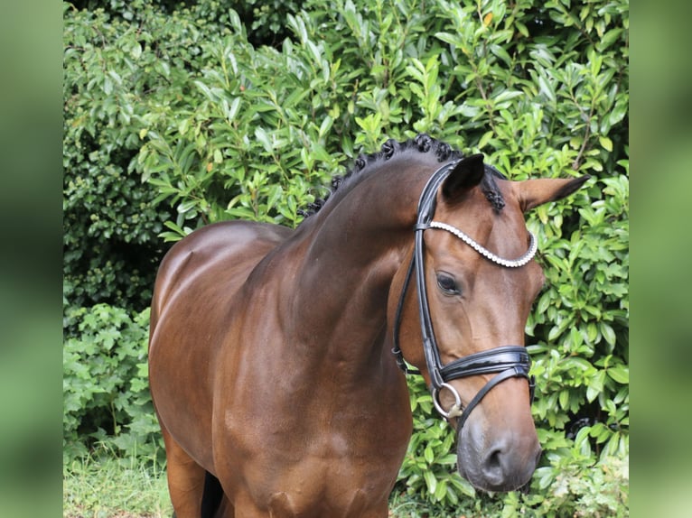 German Riding Pony Gelding 5 years 14,2 hh Bay-Dark in Recke, bei Osnabrück