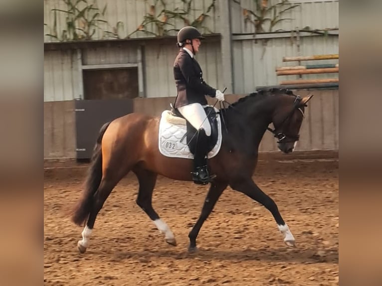 German Riding Pony Gelding 5 years 14,2 hh Bay-Dark in Esens