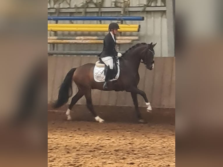 German Riding Pony Gelding 5 years 14,2 hh Bay-Dark in Esens