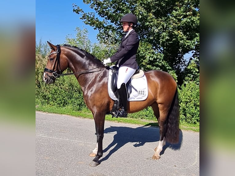 German Riding Pony Gelding 5 years 14,2 hh Bay-Dark in Esens