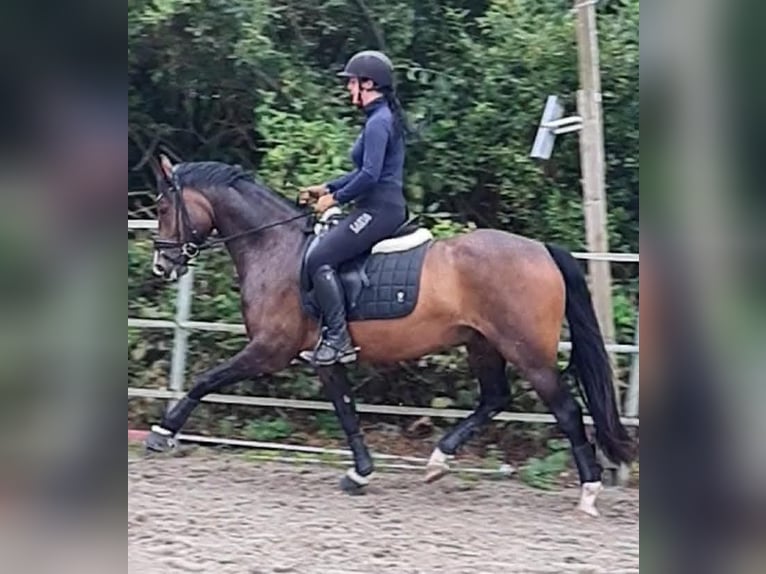 German Riding Pony Gelding 5 years 14,2 hh Bay-Dark in Esens