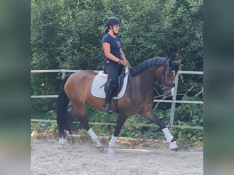 German Riding Pony Gelding 5 years 14,2 hh Bay-Dark in Esens