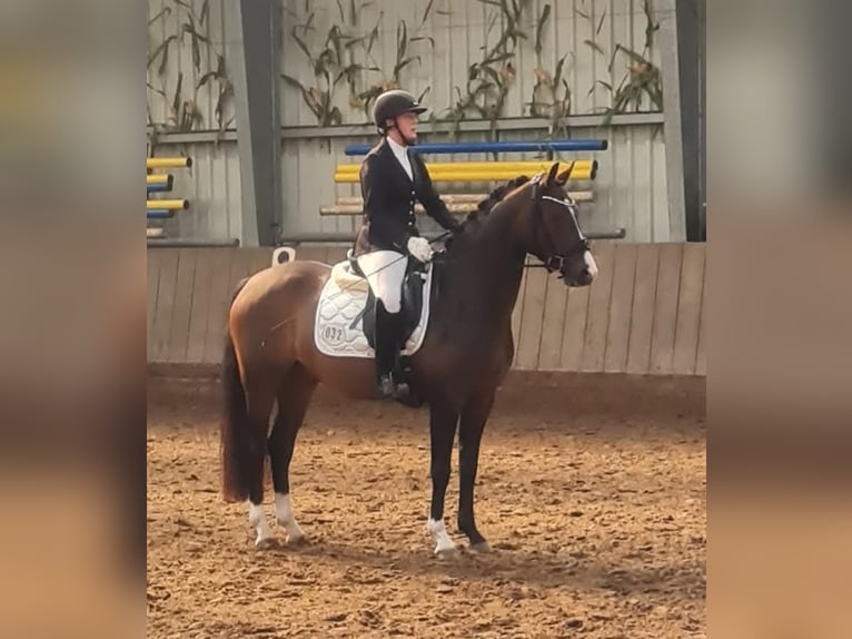 German Riding Pony Gelding 5 years 14,2 hh Bay-Dark in Esens